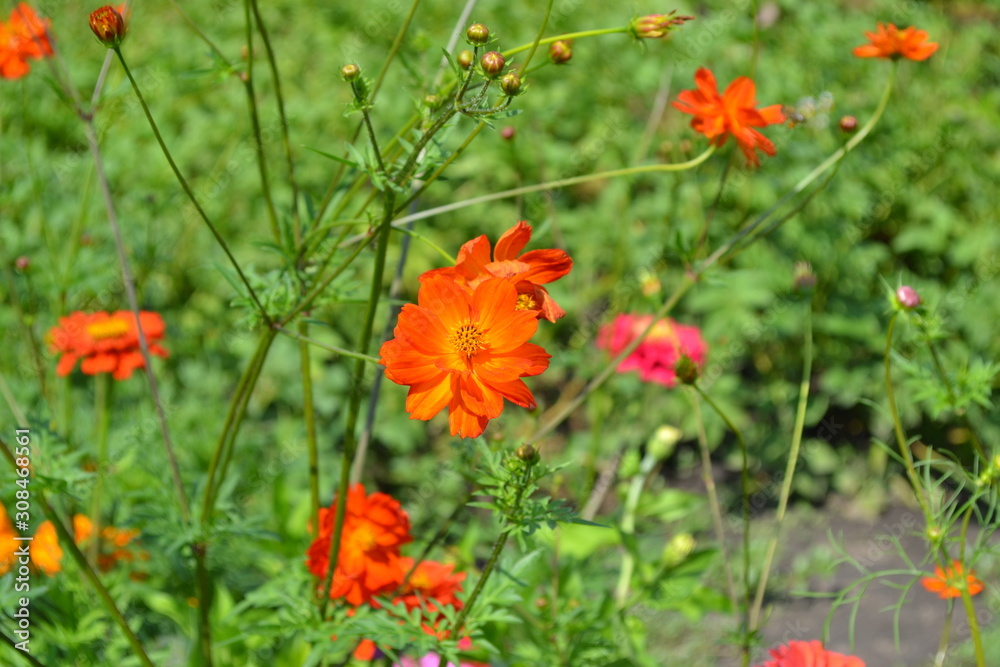 Sunny summer day. Homemade plant, gardening. Cosmos, a genus of annual and perennial herbaceous plants of the family Asteraceae. Flower bed, beautiful gentle plants. Orange flowers
