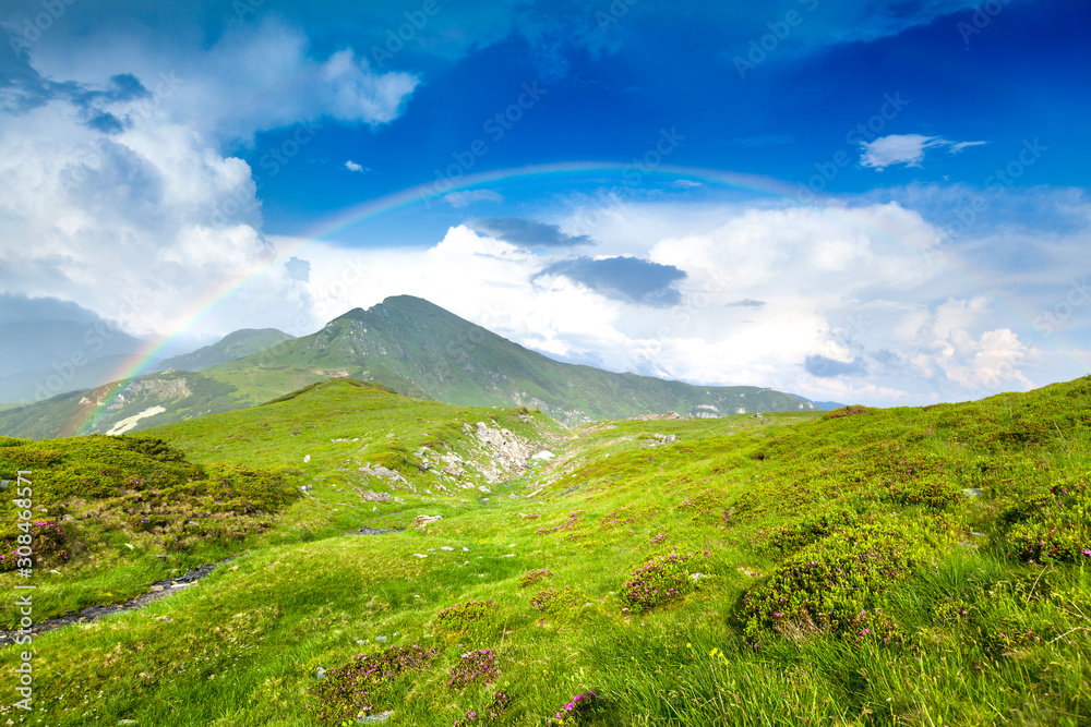 Fototapeta premium Alpine meadow in beautiful Rodna mountains in Romania
