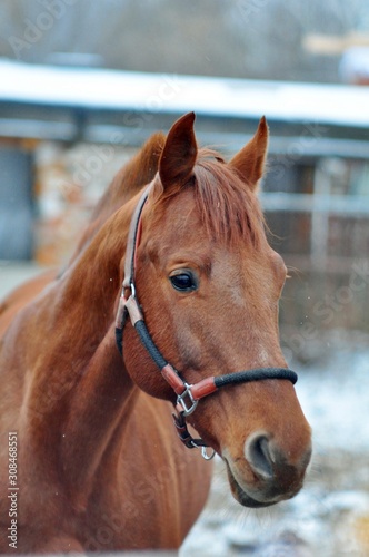 Fototapeta Naklejka Na Ścianę i Meble -  Portrait of a red traken stallion in winter
