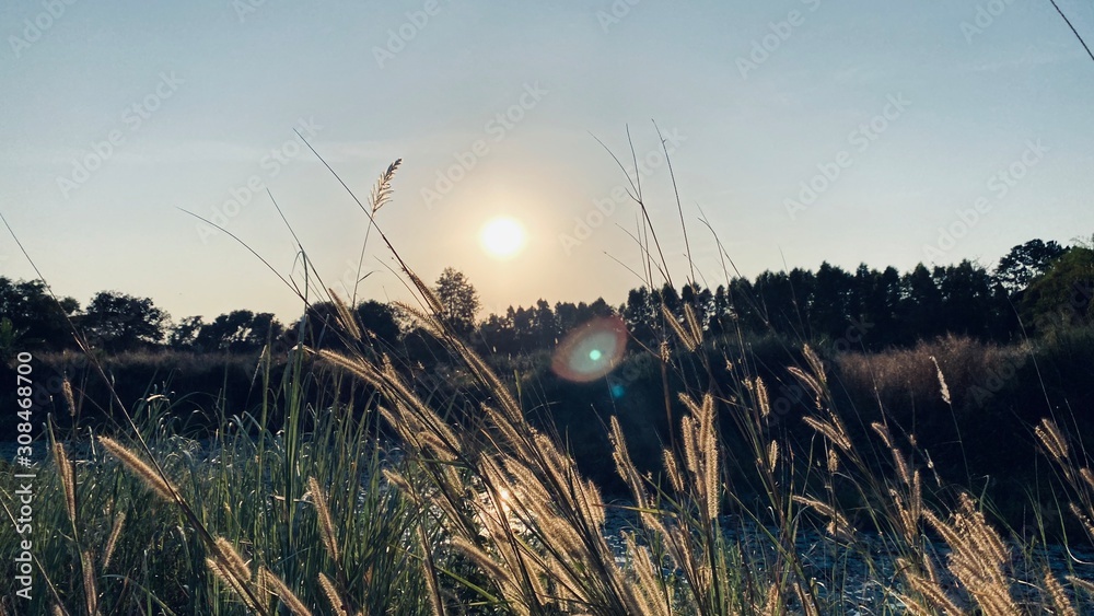 Obraz premium Shot with lens flare winter field in evening sunset light. Beautiful scenes with waving dry yellow gras meadow in sunrise, sunlight. Winter in Thailand.