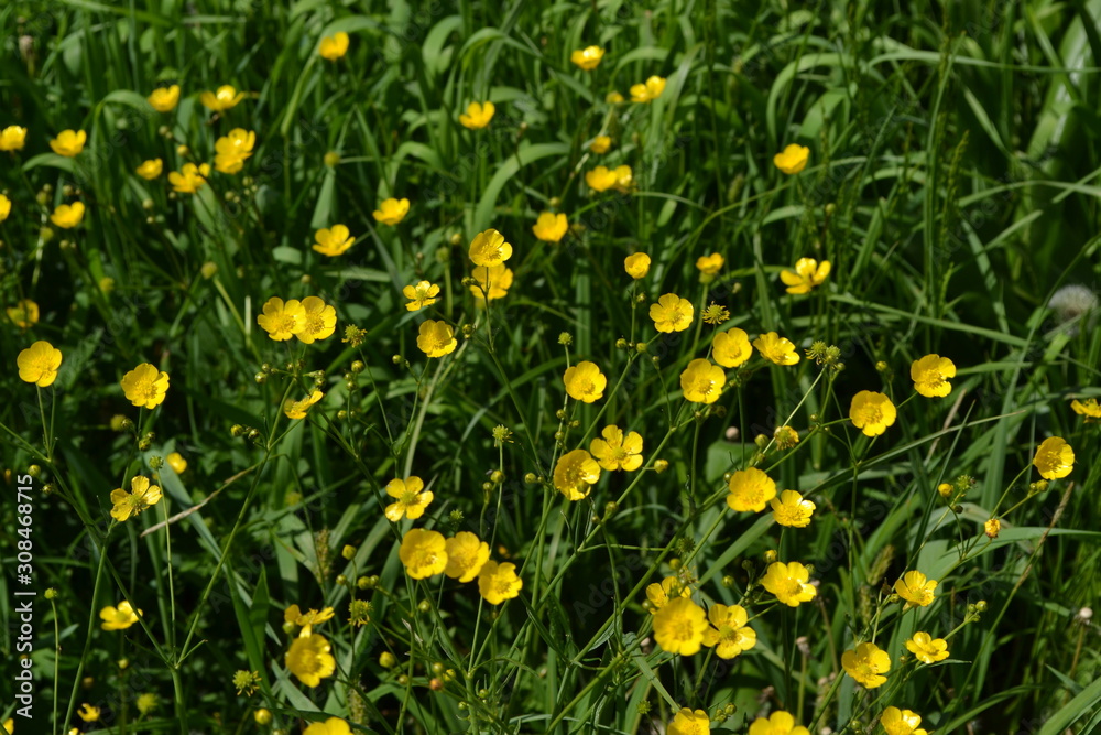 Sunny summer day. Rannculus acris. Field, forest plant. Flower bed, beautiful. Yellow flowers. Buttercup caustic, common type of buttercups