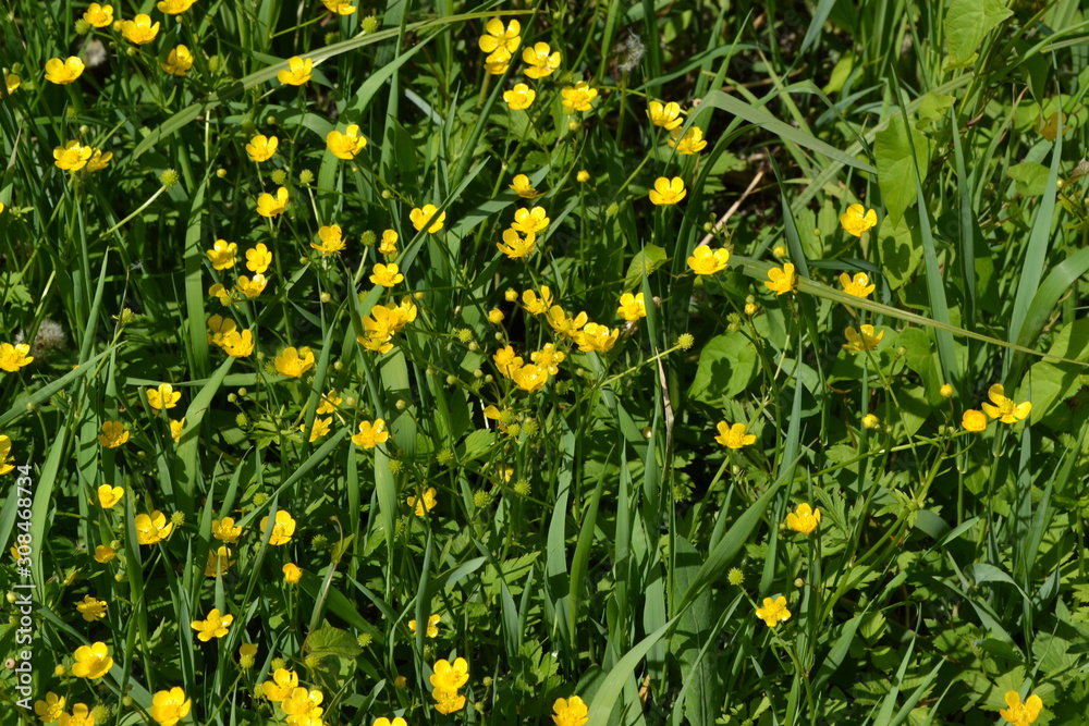 Sunny summer day. Rannculus acris. Field, forest. Yellow flowers. Buttercup caustic, common type of buttercups