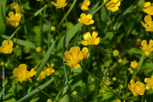Yellow flowers. Rannculus acris. Field, forest plant. Flower bed, beautiful gentle plants. Sunny summer day. Green leaves. Buttercup caustic, common type of buttercups