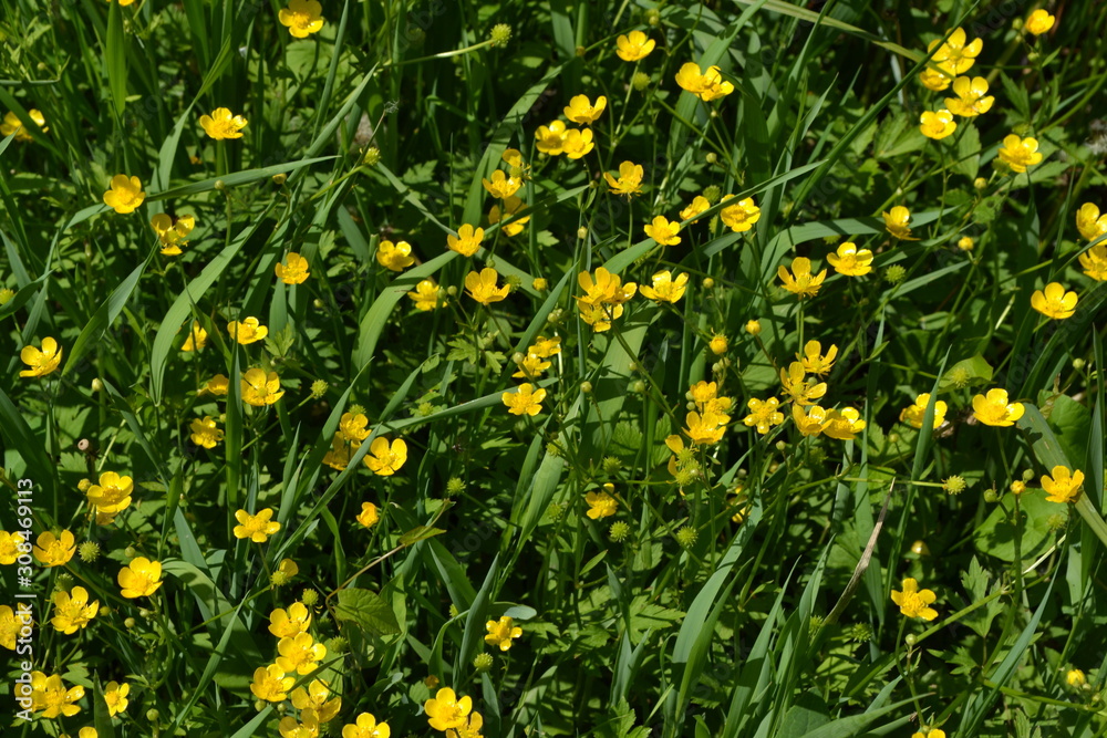 Yellow flowers. Rannculus acris. Field, forest plant. Flower bed, beautiful. Buttercup caustic, common type of buttercups