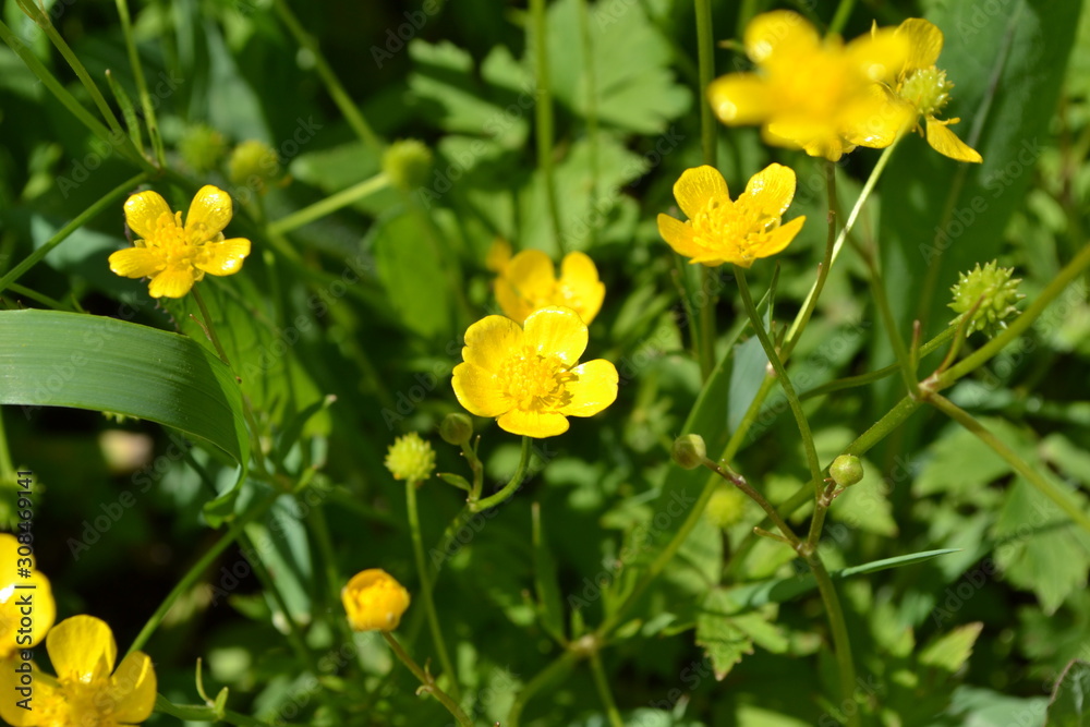 Buttercup caustic, common type of buttercups. Rannculus acris. Field, forest plant. Flower bed, beautiful gentle plants. Yellow flowers