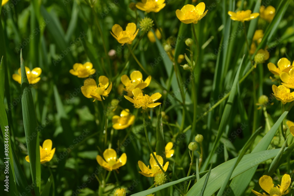 Buttercup caustic, common type of buttercups. Rannculus acris. Field, forest plant. Flower bed, beautiful plants. Yellow flowers