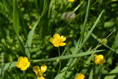 Buttercup caustic, common type of buttercups. Rannculus acris. Field. Yellow flowers