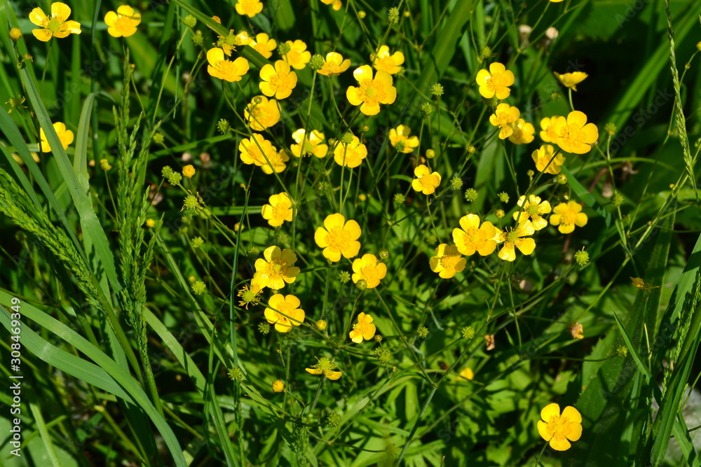 Obraz premium Rannculus acris. Field, forest plant. Flower bed, beautiful plants. Yellow flowers. Buttercup is a caustic, common type of buttercups in a temperate climate zone