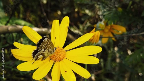 Close up video of a Female Lang's Short Tailed Blue Butterfly (Leptotes Pirithous) feeding on a green leaved golden shrub daisy. Shot at 120 fps. photo