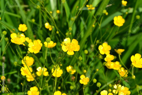 Rannculus acris. Field, forest plant. Flower bed, beautiful gentle plants. Sunny summer day. Yellow flowers, leaves. Buttercup is a caustic, common type of buttercups in a temperate climate zone