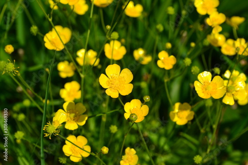 Rannculus acris. Field, forest plant. Flower bed, beautiful gentle plants. Sunny summer day. Yellow flowers. Buttercup is a caustic, common type of buttercups in a temperate climate zone
