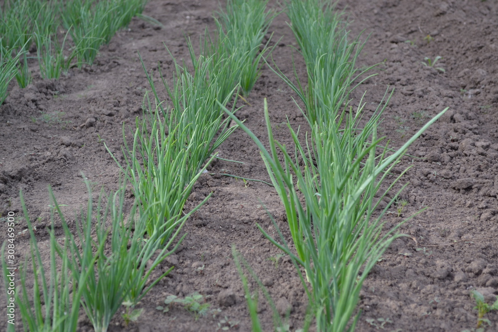 Obraz premium Allium sepa. Cebula, zielone kiełki na czarnym tle. Wiosna. Wieloletnia roślina zielna z rodziny Alliaceae. Rozpowszechniona kultura warzywna