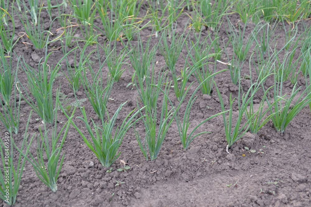 Fototapeta premium Onion bulb, green sprouts on a black background. Widespread vegetable culture. Spring day, home garden. Allium sepa. Perennial herb, family Alliaceae