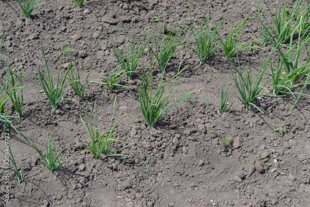 Onion, green sprouts on a black background. Spring day, home garden. Allium sepa. Perennial herb, family Alliaceae. Widespread vegetable culture Onion, green sprouts on a black background. Spring day, home garden. Allium sepa. Perennial herb, family Alliaceae. Widespread vegetable culture