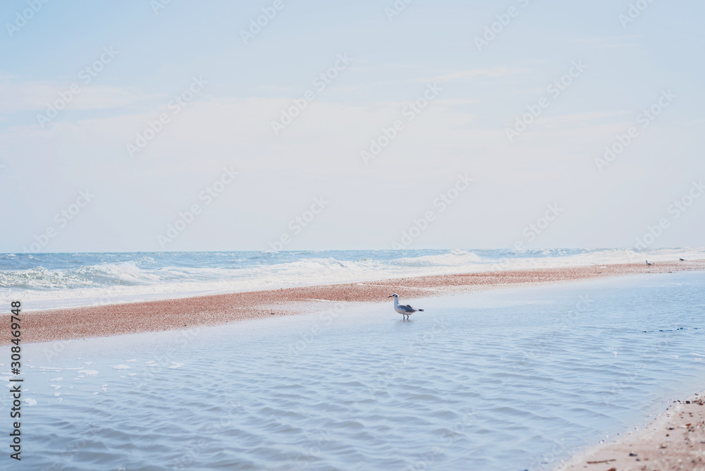 Seagull walking on the shore of the blue sea. White bird seagull on the beach against natural blue water background.