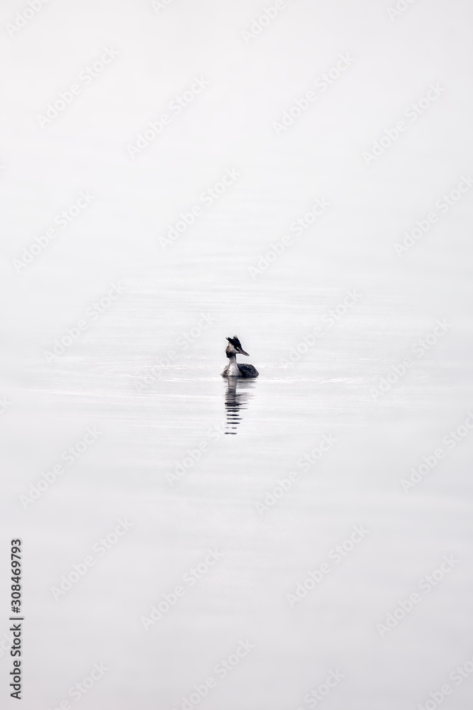Fototapeta premium A single water bird on the water surface