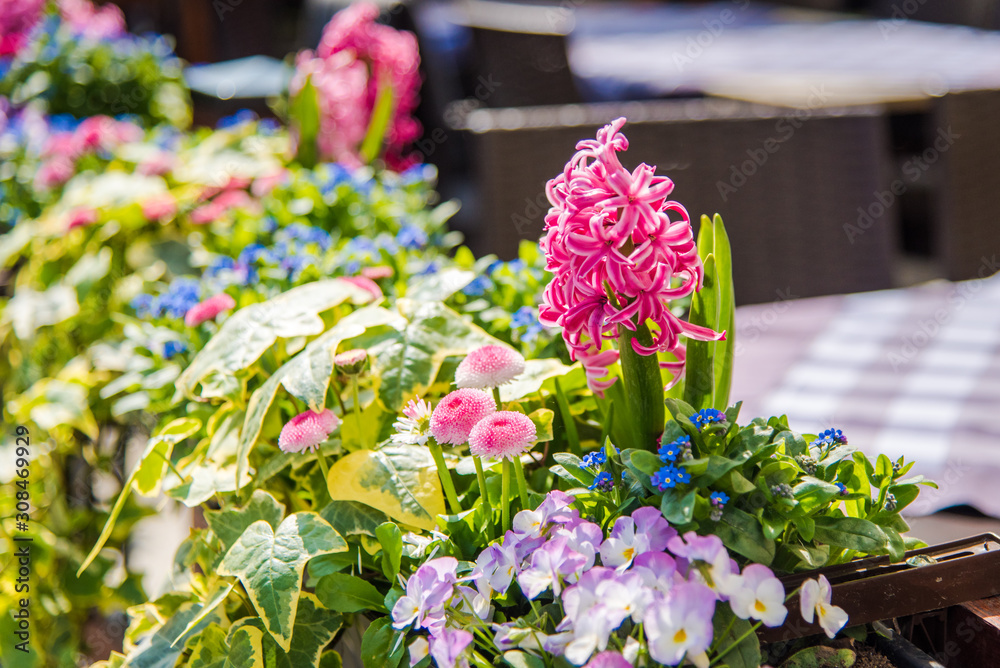 Beautiful street decoration with fresh flowers and plants. Pink hyacinth flowers. Cafe/restaurant fresh flower decoration Beautiful street decoration with fresh flowers and plants. Pink hyacinth flowers. Cafe/restaurant fresh flower decoration