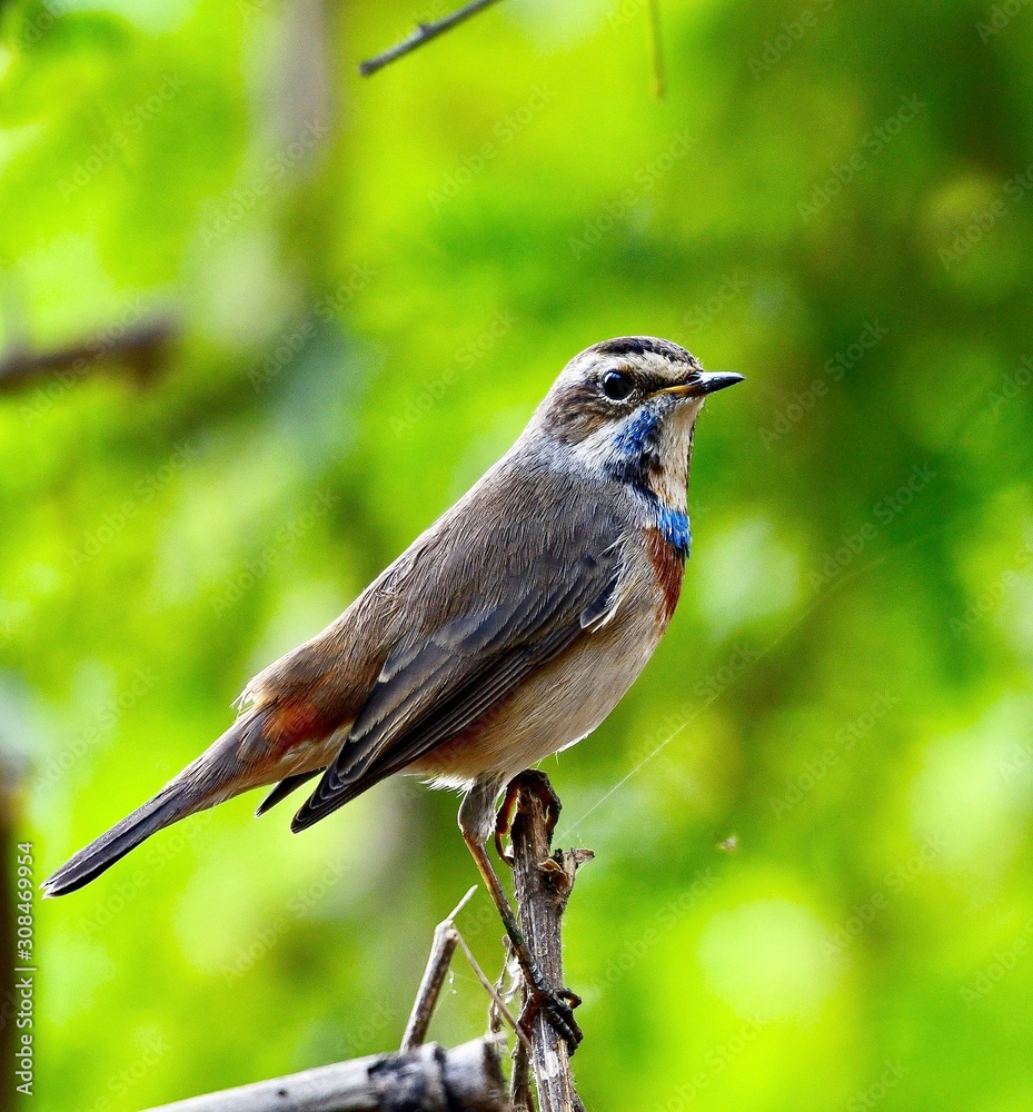 bird on a branch bird on a branch