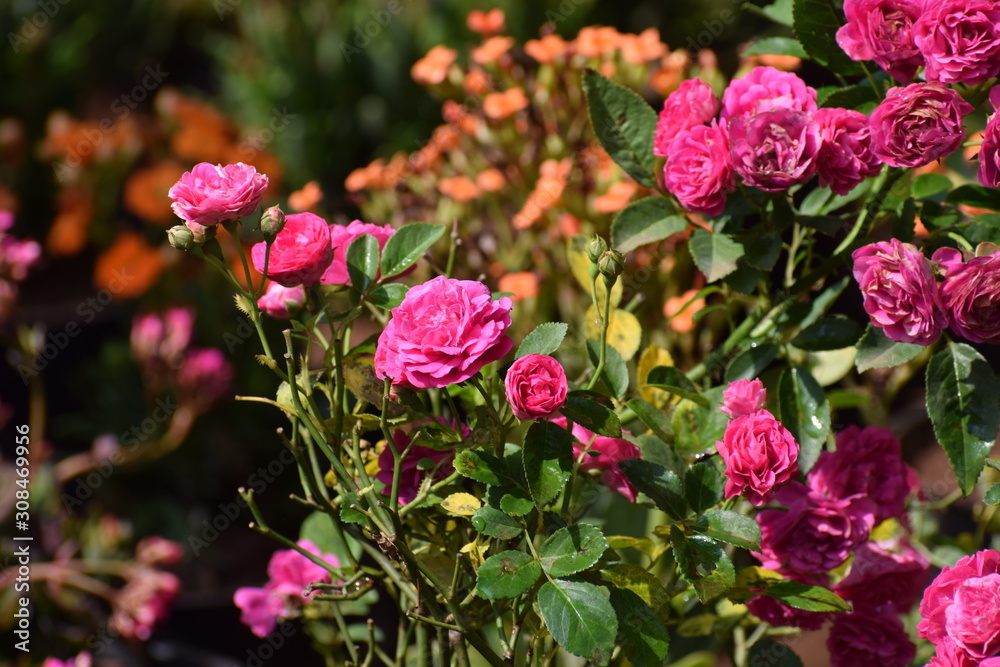  flowers in the garden