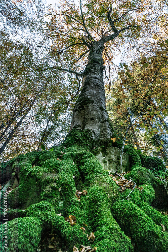 Fototapeta premium Image seen from below of a tree with large roots covered by bright green moss