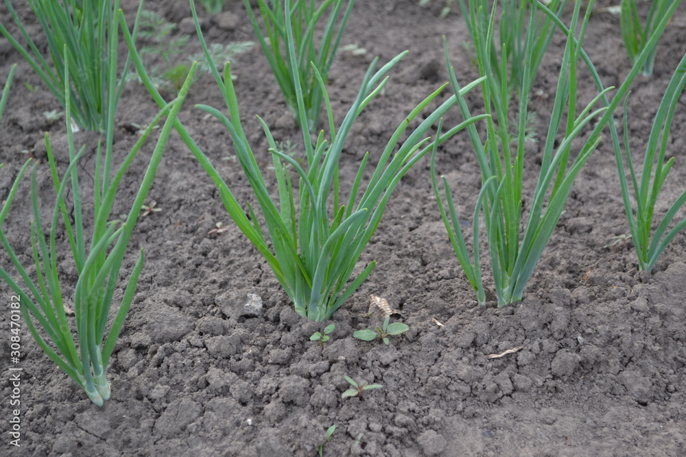 Onion bulb, green sprouts on a black background. Widespread vegetable culture. Spring day, home garden. Farm, field, village. Allium sepa. Perennial herb, family Alliaceae Onion bulb, green sprouts on a black background. Widespread vegetable culture. Spring day, home garden. Farm, field, village. Allium sepa. Perennial herb, family Alliaceae