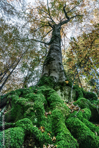Image seen from below of a tree with large roots covered by bright green moss