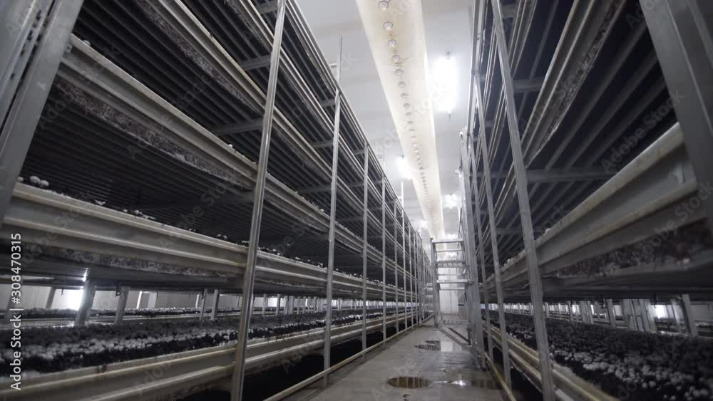Champignon production farm. Shelves rows of beds. Shampion grown mushrooms. Modern agriculture Champignon production farm. Shelves rows of beds. Shampion grown mushrooms. Modern agriculture