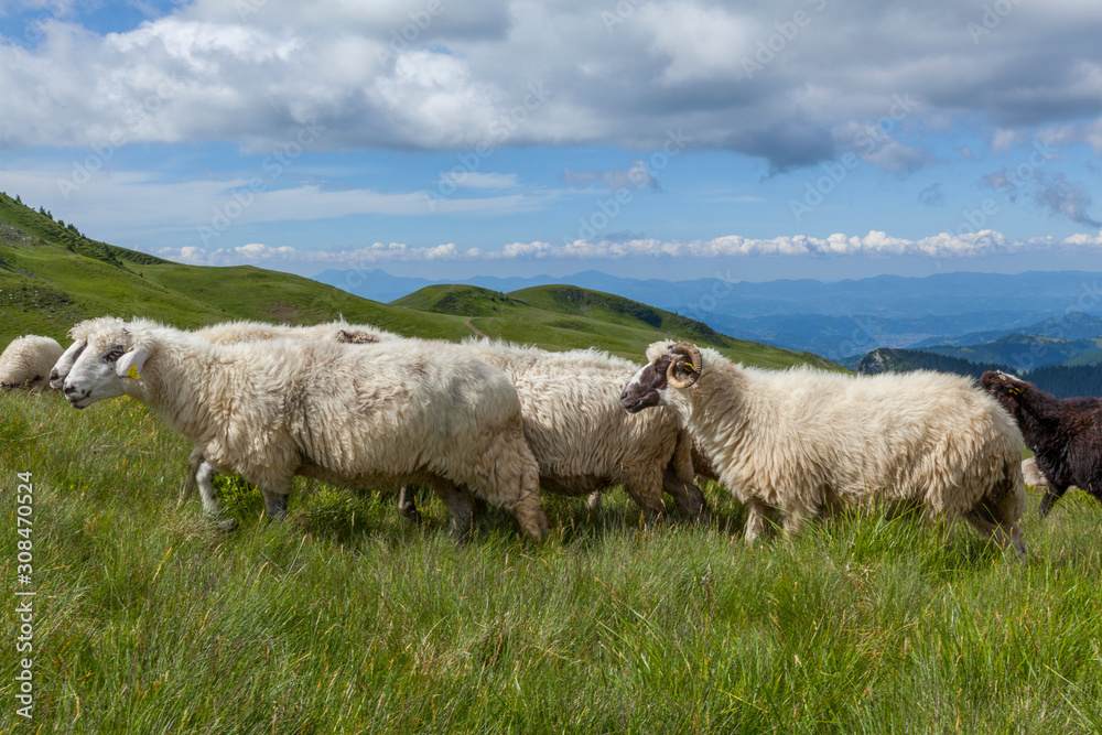 Obraz premium Sheep graze on a high mountain plateau