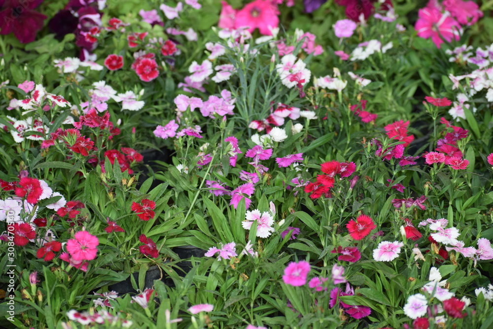  flowers in the garden