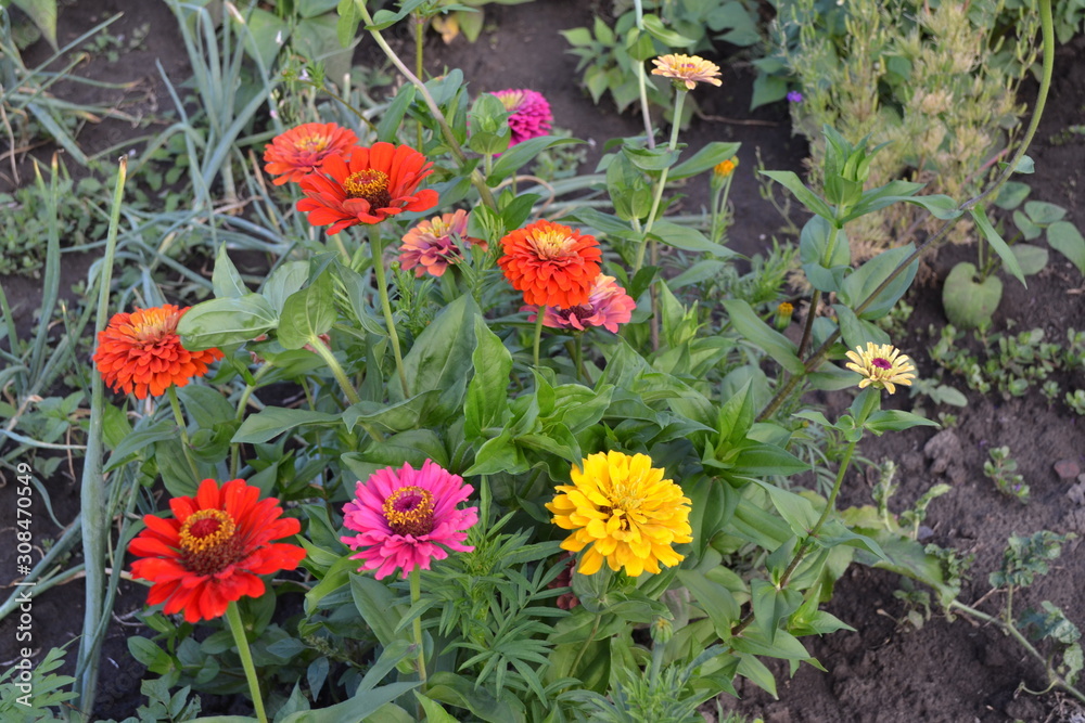 Flower Zinnia. Gardening. Home garden, flower bed. House. Zinnia, a genus of annual and perennial grasses and dwarf shrubs of the Asteraceae family. Multicolored Flower Zinnia. Gardening. Home garden, flower bed. House. Zinnia, a genus of annual and perennial grasses and dwarf shrubs of the Asteraceae family. Multicolored