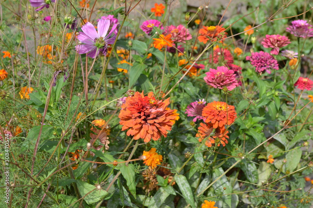 Gardening. Flower Zinnia. Home garden. Zinnia, a genus of annual and perennial grasses and dwarf shrubs of the Asteraceae family. Multicolored flowers Gardening. Flower Zinnia. Home garden. Zinnia, a genus of annual and perennial grasses and dwarf shrubs of the Asteraceae family. Multicolored flowers