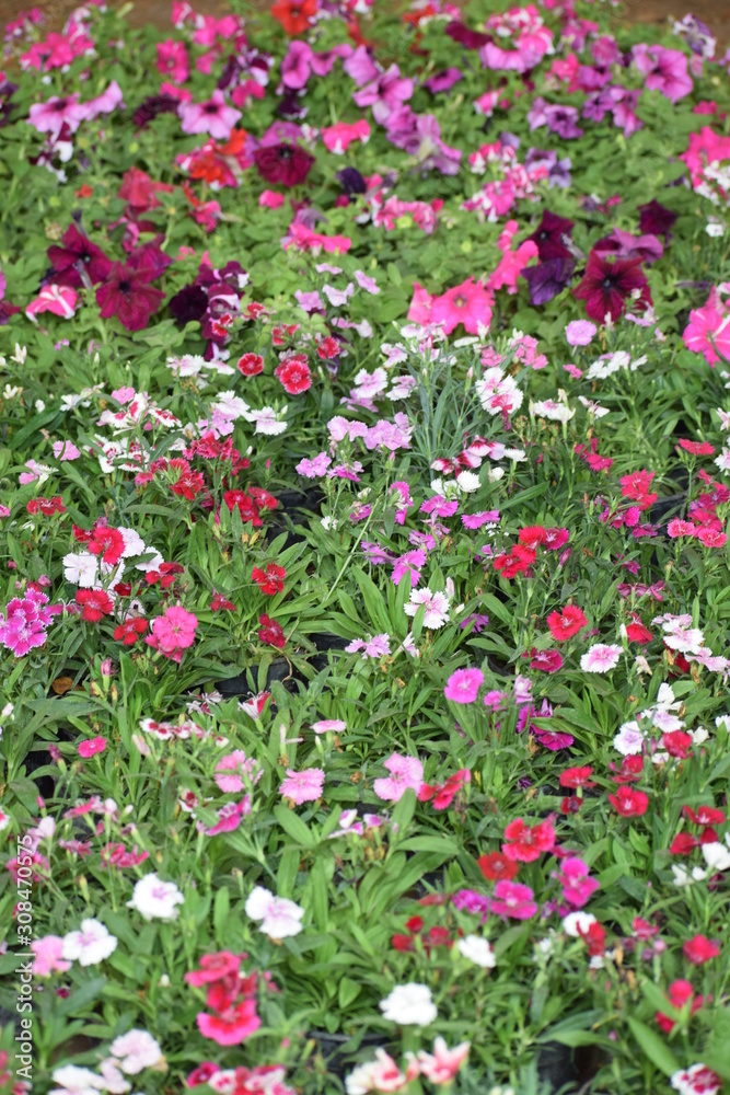  flowers in the garden