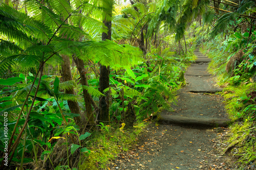Lush rainforest in Volcanoes National Park Big Island Hawaii, USA