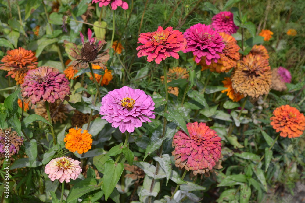 Gardening. Flower Zinnia. Home garden, bed. Zinnia, a genus of annual and perennial grasses and dwarf shrubs of the Asteraceae family. Multicolored flowers