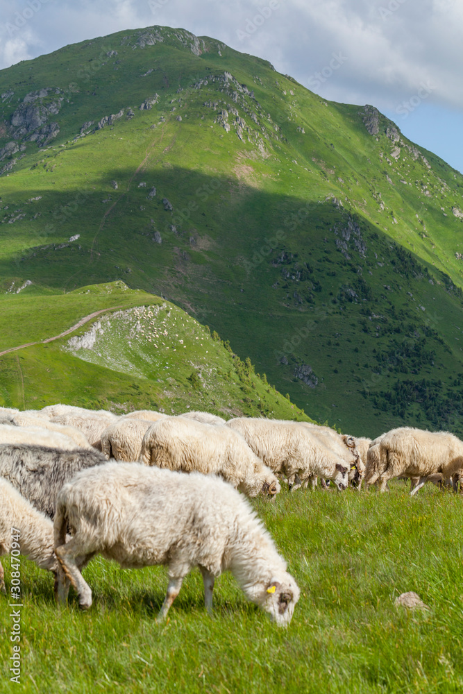 Sheep graze on a high mountain plateau