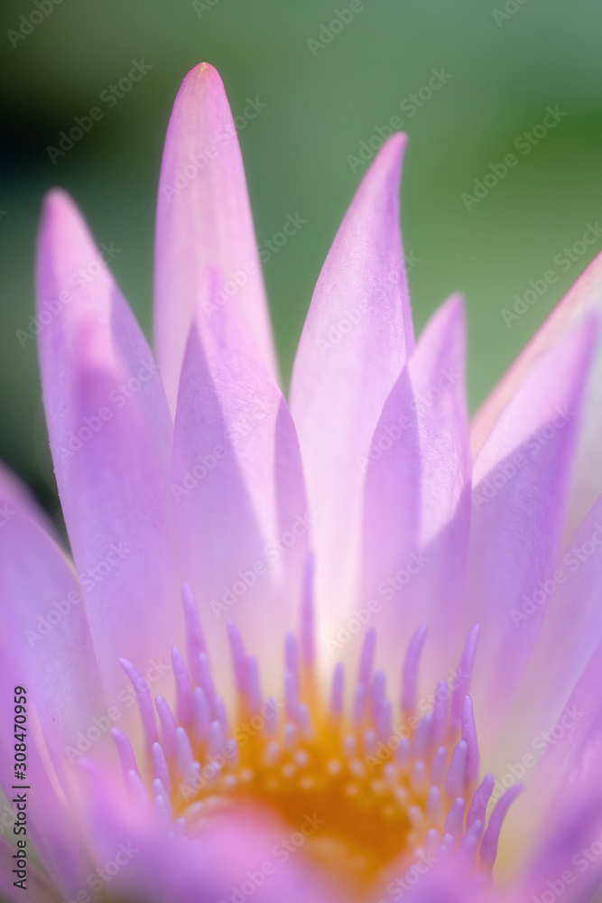 Fototapeta premium Pink purple lotus petals