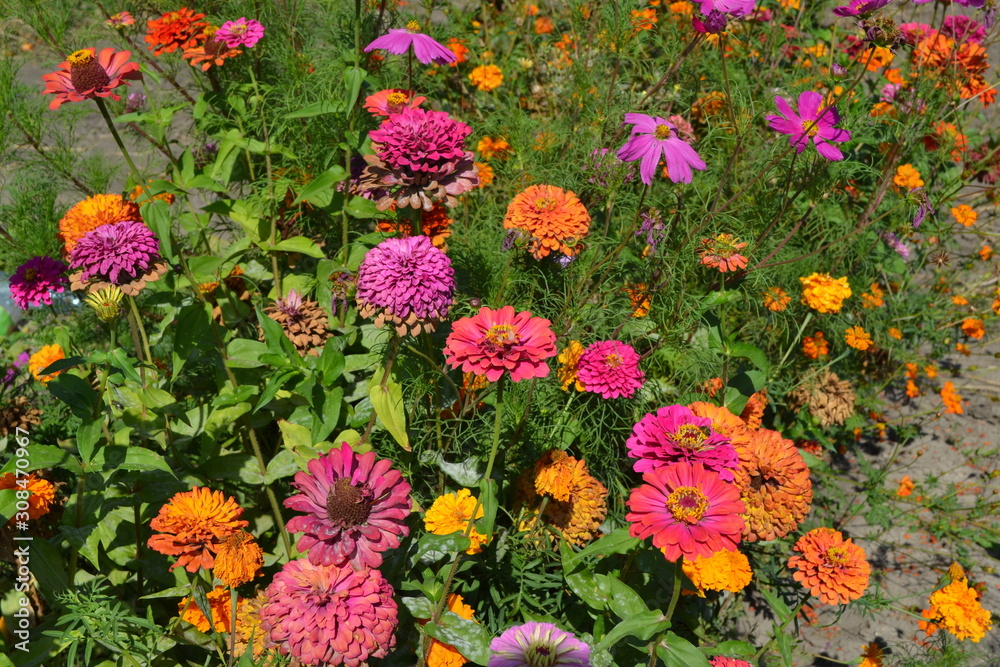 Multicolored flowers. Flower Zinnia. Gardening. Zinnia, a genus of annual and perennial grasses and dwarf shrubs of the Asteraceae family