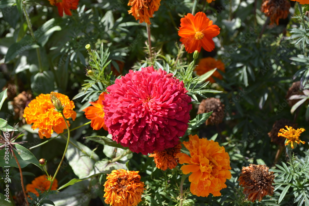 Zinnia, a genus of annual and perennial grasses and dwarf shrubs of the Asteraceae family. Flower Zinnia. Gardening. Home garden. Red flowers Zinnia, a genus of annual and perennial grasses and dwarf shrubs of the Asteraceae family. Flower Zinnia. Gardening. Home garden. Red flowers