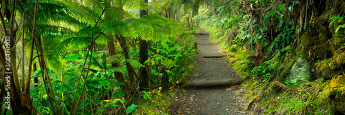 Lush rainforest in Volcanoes National Park Big Island Hawaii, USA