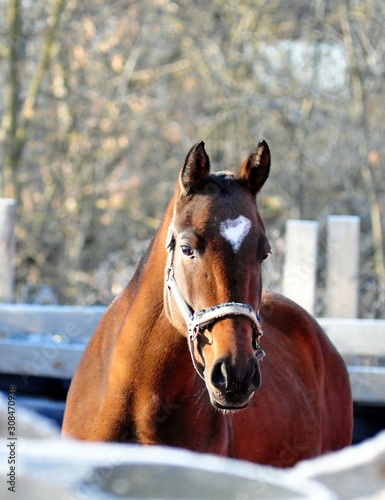 Chestnut mare with a heart in her forehead