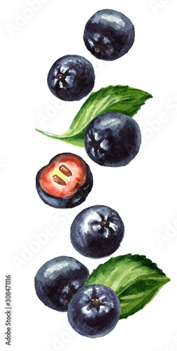 Falling ripe Aronia berries or black chokeberry, vertical composition. Watercolor hand drawn illustration isolated on white background