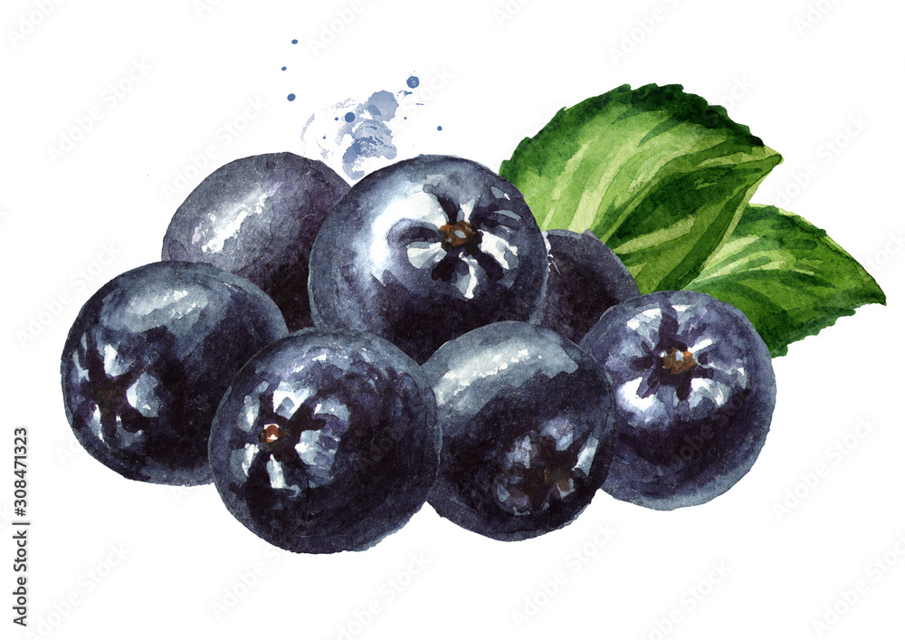 Heap of Aronia berries or black chokeberry with green leaves. Watercolor hand drawn illustration, isolated on white background Heap of Aronia berries or black chokeberry with green leaves. Watercolor hand drawn illustration, isolated on white background