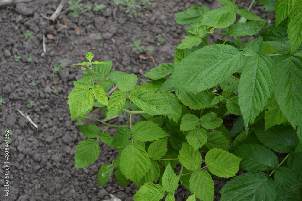 Rubus idaeus, shrub, a species of the Rubus genus of the family Rosaceae. Raspberry ordinary. Gardening. Home garden, flower bed. Young shoots. Green bushes Rubus idaeus, shrub, a species of the Rubus genus of the family Rosaceae. Raspberry ordinary. Gardening. Home garden, flower bed. Young shoots. Green bushes
