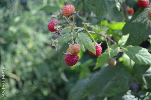 Rubus idaeus  shrub  a species of the Rubus genus of the family Rosaceae. Raspberry ordinary. Gardening. Home garden. Tasty and healthy. Red berries