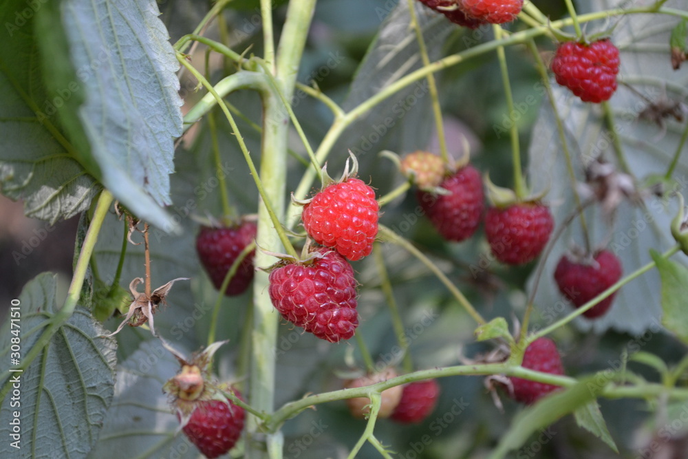 Rubus idaeus, shrub, a species of the Rubus genus of the family Rosaceae. Tasty and healthy. Red berries. Raspberry ordinary. Gardening. Home garden, flower bed. House, field Rubus idaeus, shrub, a species of the Rubus genus of the family Rosaceae. Tasty and healthy. Red berries. Raspberry ordinary. Gardening. Home garden, flower bed. House, field