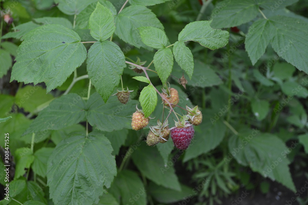 Rubus idaeus, shrub, a species of the Rubus genus of the family Rosaceae. Tasty and healthy. Red berries. Raspberry ordinary. Gardening. Home garden, flower bed. House, field, farm Rubus idaeus, shrub, a species of the Rubus genus of the family Rosaceae. Tasty and healthy. Red berries. Raspberry ordinary. Gardening. Home garden, flower bed. House, field, farm