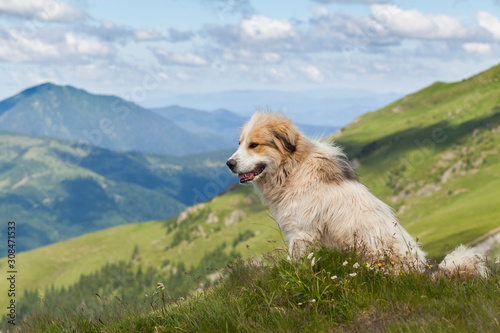 Shepherd dog in mountaind, sitting in the grass