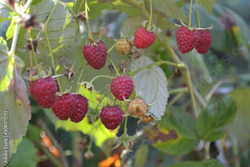 Tasty and healthy. Red berries. Raspberry ordinary. Gardening. Home garden  bed. Rubus idaeus  shrub  a species of the Rubus genus of the family Rosaceae