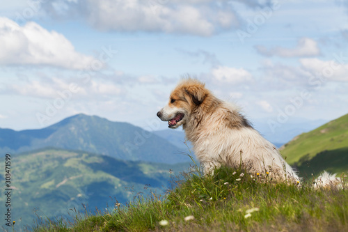 Shepherd dog in mountaind, sitting in the grass