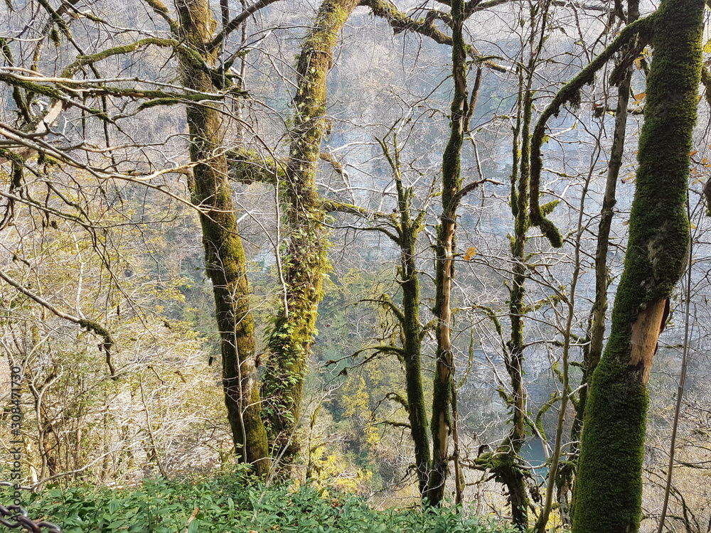 Fototapeta premium trees in forest